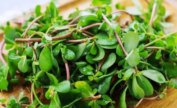 口感|这款喜闻乐见的野菜清热解毒凉血止血