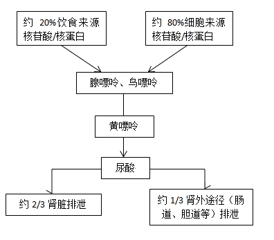 尿酸指标升高怎么办 诊断痛风吗 这份诊疗手册请收好 关节炎