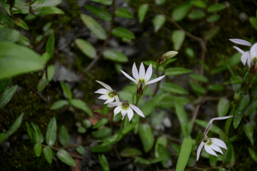 一年蓬 erigeron annuus 80 小棶木 cornus quinquenervis 81 尖葉四