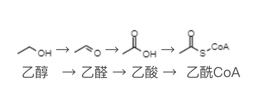 乙醇通过乙醇脱氢酶转化为乙醛,再通过乙醛脱氢酶转化为乙酸;乙酸与