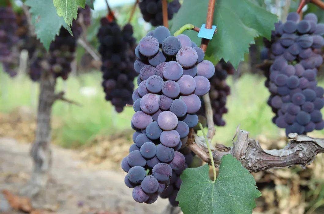 盛夏时节,本地葡萄新鲜上市