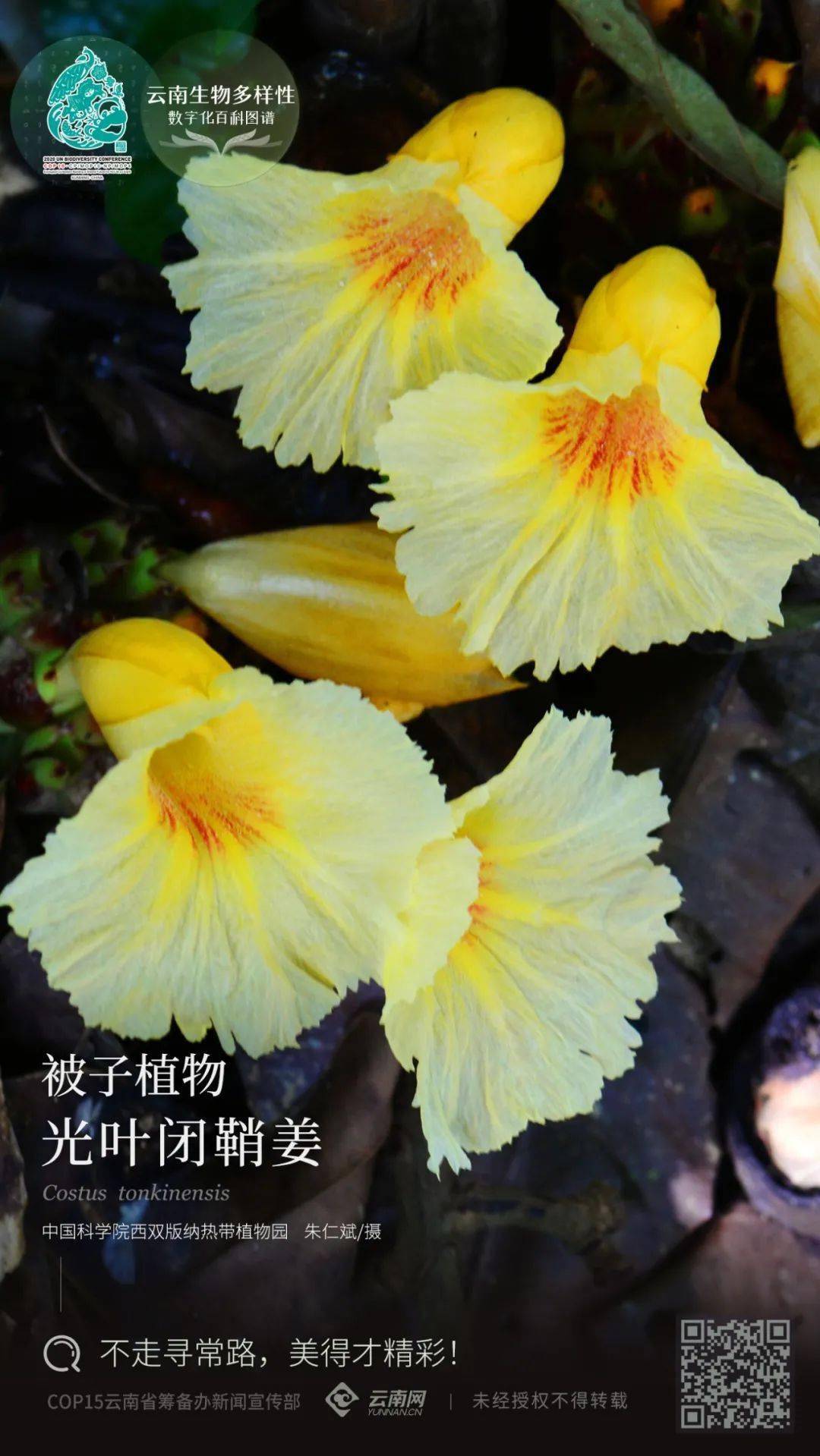 【云南生物多样性数字化百科图谱】被子植物·光叶闭鞘姜:不走寻常路