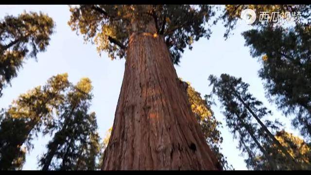 世界上最高大的树红衫当之无愧的树王