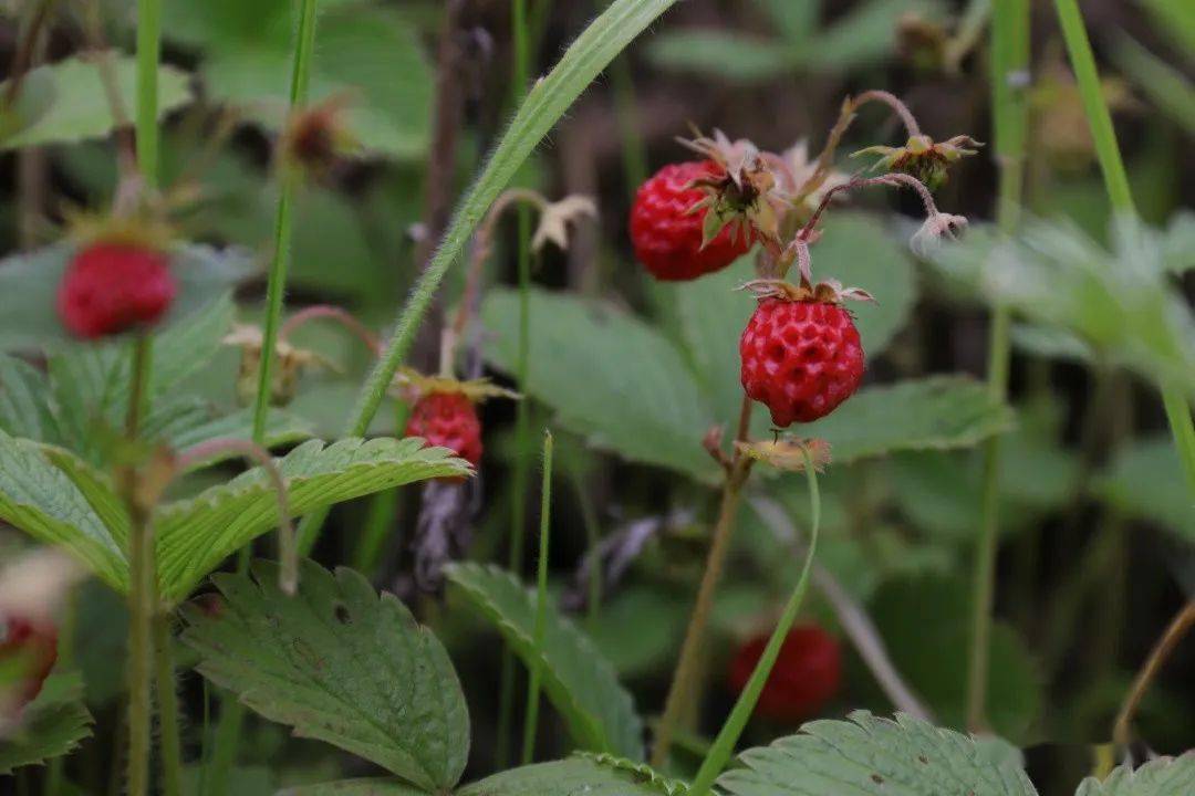 嘿岷县的瓢儿熟了你还不来吗