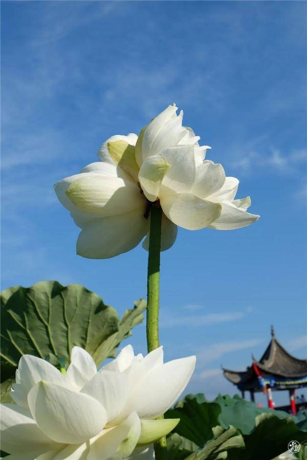 喀斯特|好运莲莲莲莲莲莲！普者黑出现第二朵“并蒂莲”