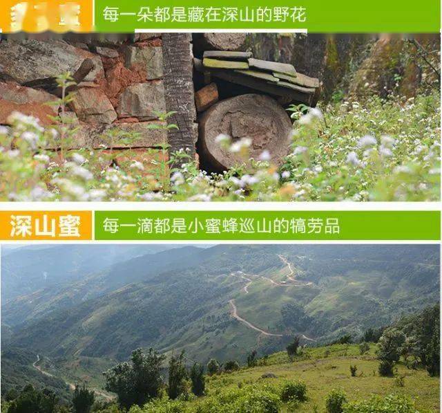 喝了那么多年,你可能都白喝了,多半是假蜂蜜!_养蜂