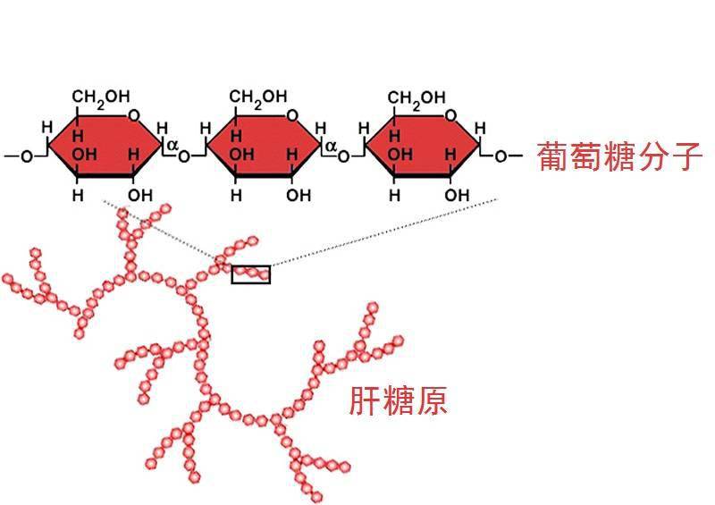从图中可以直观地看到,进入空腹期,肝糖原的分解,和脂肪蛋白质的分解