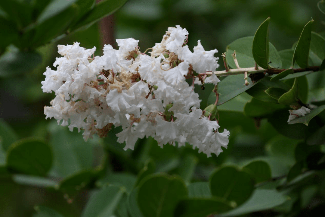 【埇桥盛夏系列】美美美!紫薇花开似锦,邂逅夏日浪漫