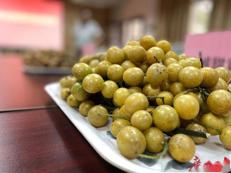 黄皮是什么时候成熟的 df7cde402c1340239c44fa5149af2ef0.jpeg