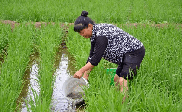 为什么要晒稻田 e86bdd7825f34390baf59a97aaf7367c.png