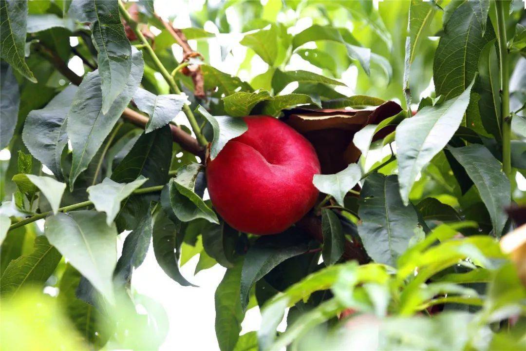 去年好评爆表的黄金蟠桃又要来啦甜度炸裂复购不断快来尝鲜吧