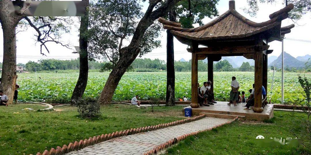 公安镇江台村:太空莲铺就致富路 空壳村变身旅游村_廖超文