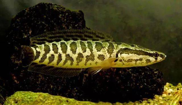 话说乌鳢在民间它被称作孝鱼钓鱼人眼里它是很好的垂钓对象