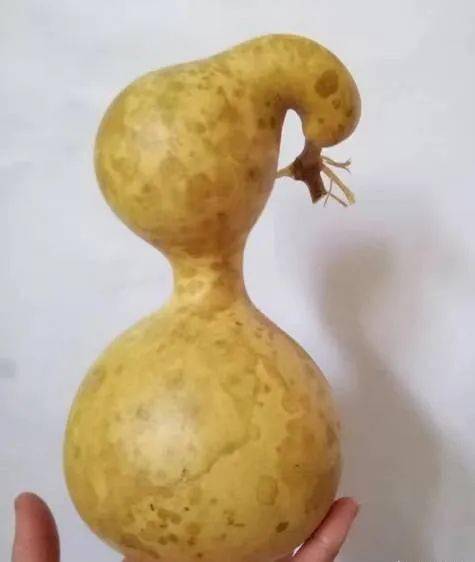 极品葫芦来袭,请问你是来搞笑的吗?