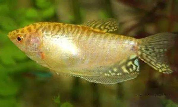 实拍曼龙繁殖和鱼卵孵化全过程长见识啦