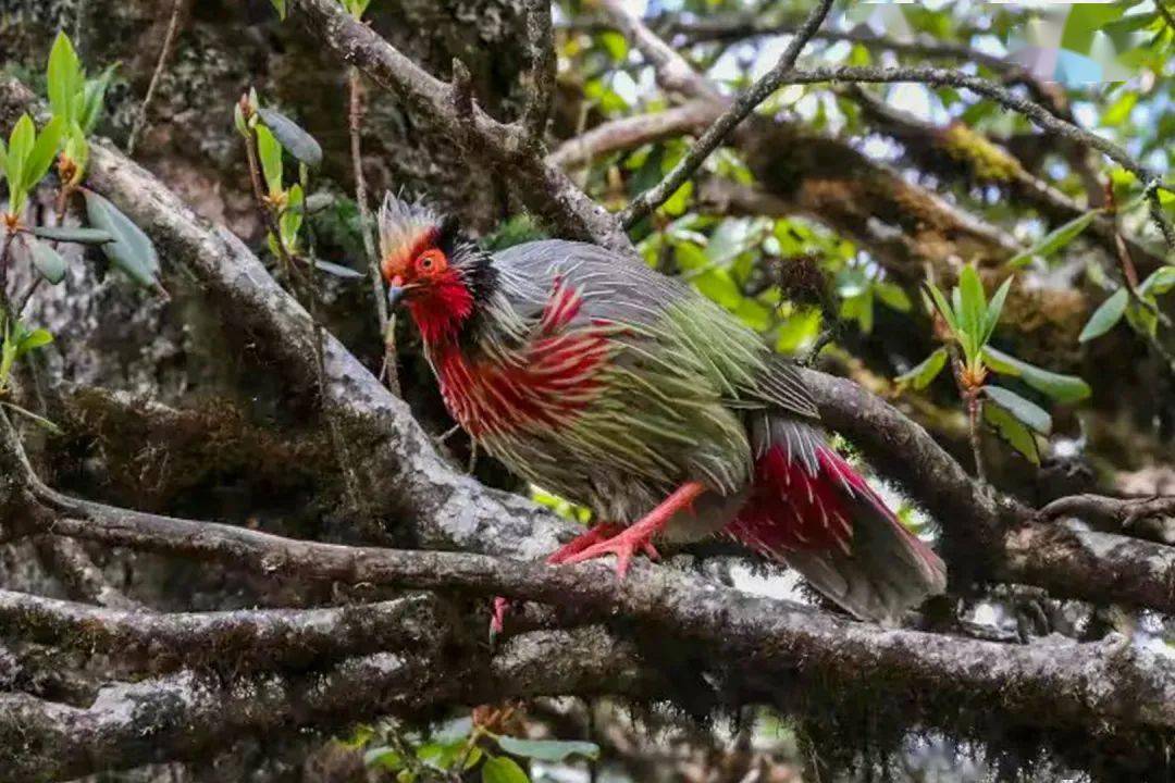 生态云南兰坪云岭省级自然保护区及周边地区鸟类多样性