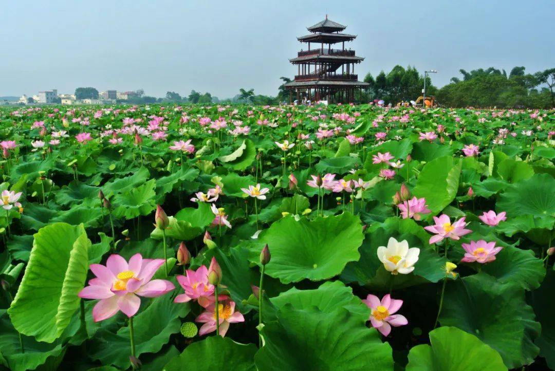 "接天莲叶无穷碧,映日荷花别样红"的aaaa级荷美覃塘景区(图片由贵港