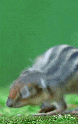 一只花栗鼠正在吃饭 突然被一只蚊子打扰 那烦闷的表情太形象 动物