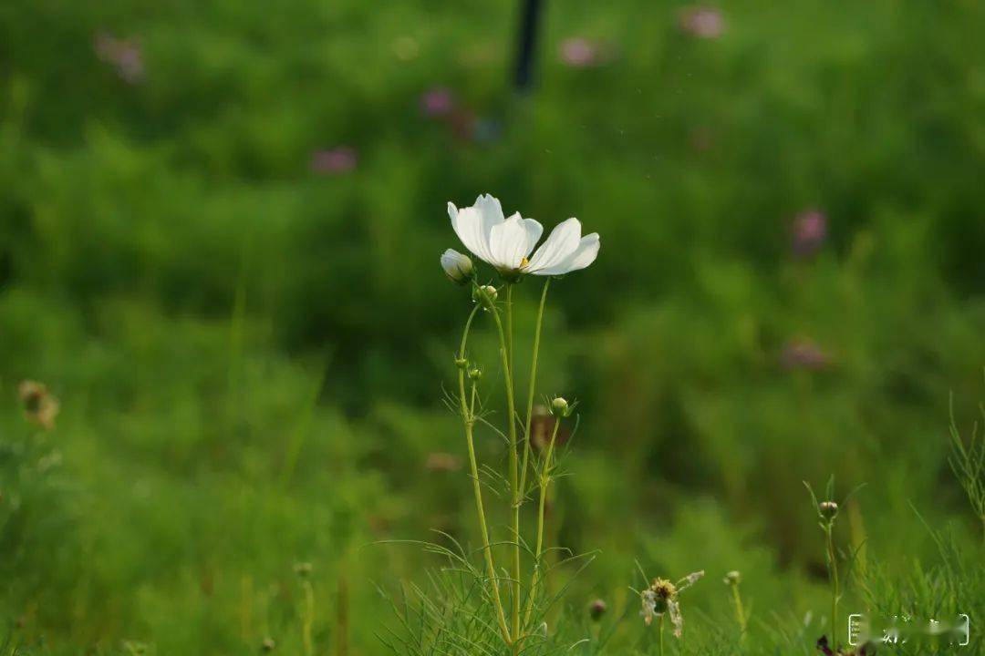 【图解】在北龙湖,遇见花海_波斯菊