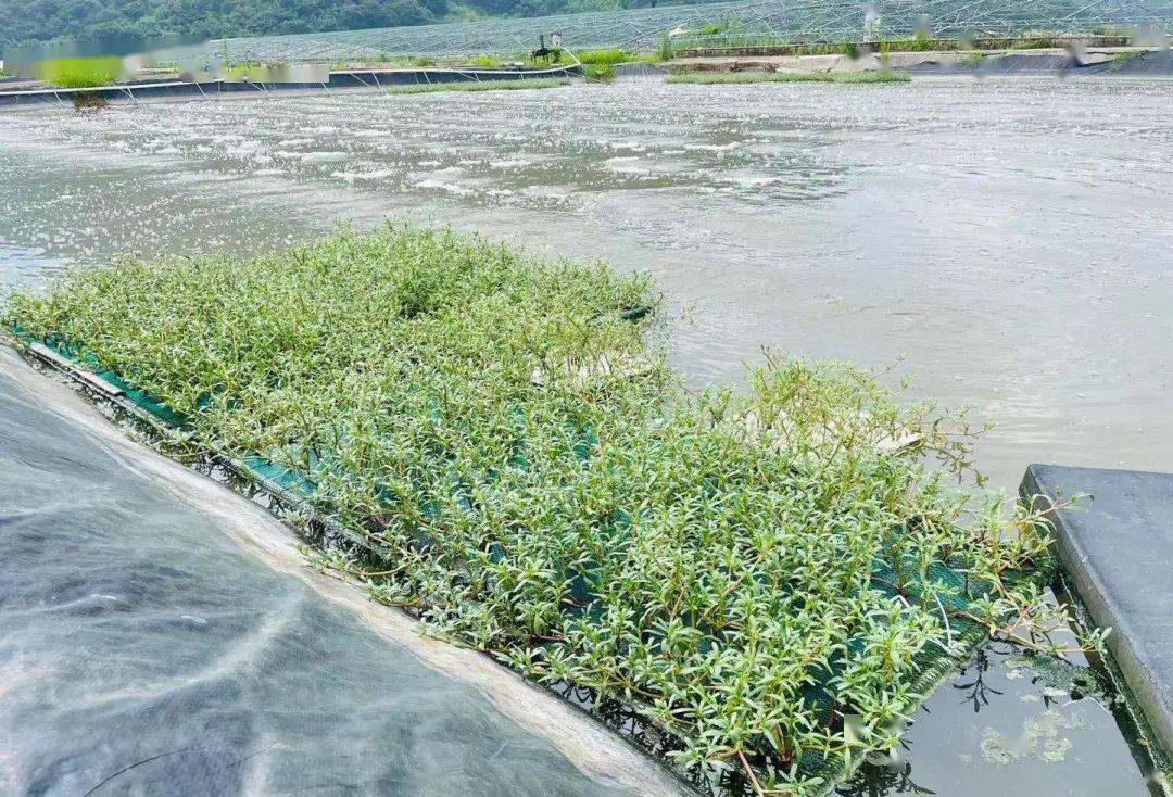 海马齿是净水利器,为养虾业创造一种新思路!_养殖