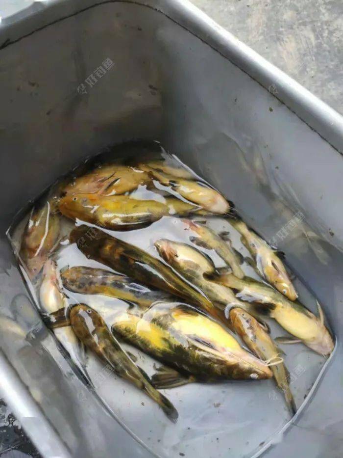 螞蟻河悶杆釣之起早釣嘎魚魚獲還行大河消水了