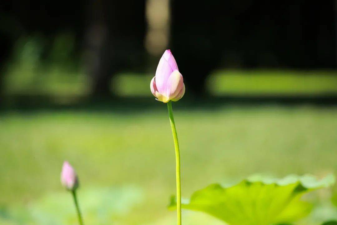 亭亭玉立的荷花在夏日的驕陽裡競相盛開