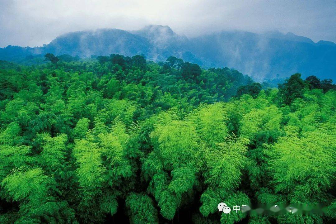 《竹海國家森林公園的竹林》陳一年竹林的仙境人之向往,若是要在