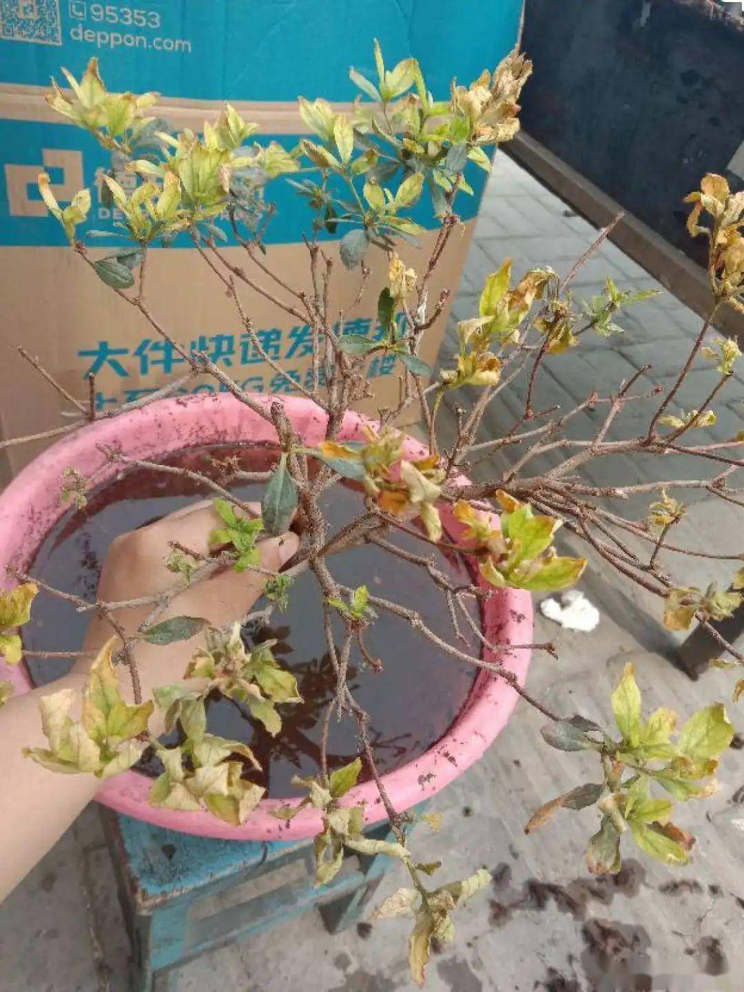 黄叶落叶烂根夏天的杜鹃太难养了