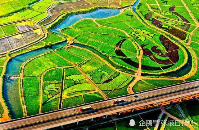 风吹稻香,可这颜值也是要逆天了……_农田