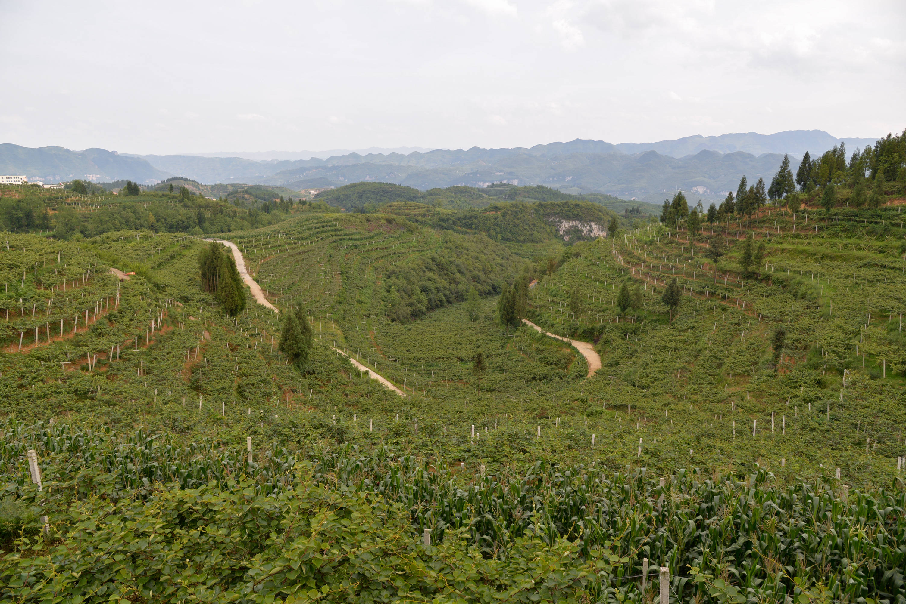 那山,那人,那片幸福果