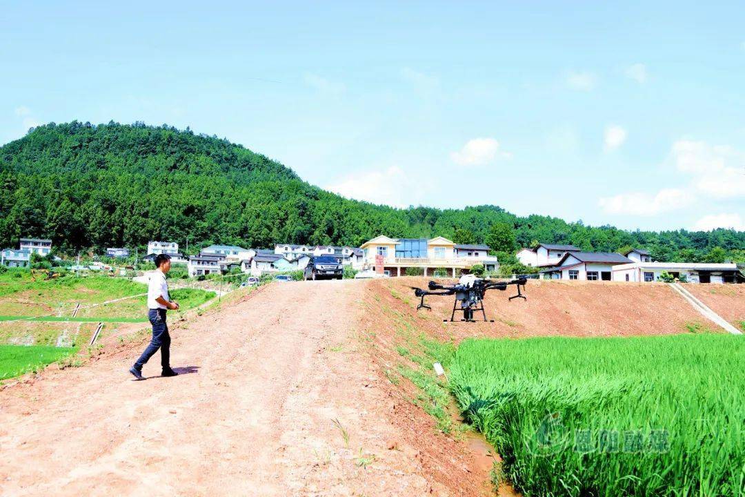奋斗百年路启航新征程恩阳智慧农业云平台用信息化描绘田园画卷