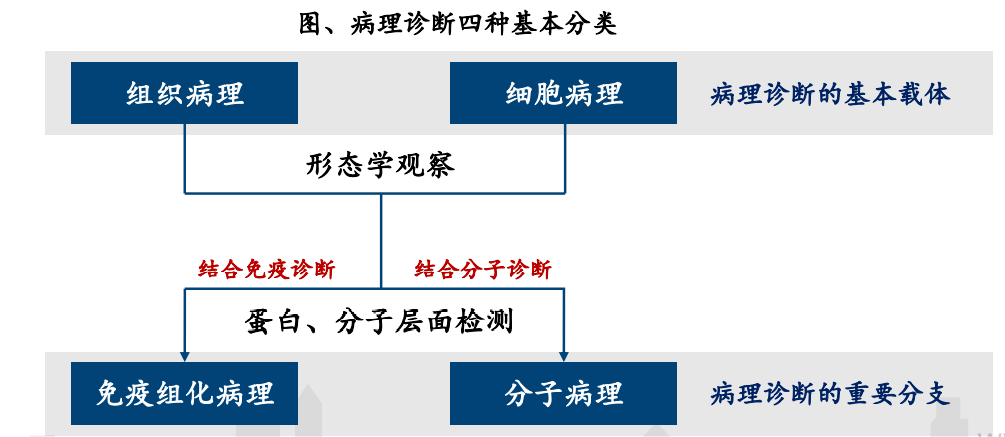 通过分别与免疫诊断,分子诊断相结合,病理诊断形成了另外两个重要分支