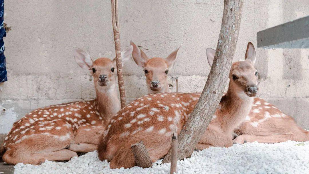 日本奈良同款小鹿就藏在魔都市中心这座秘密花园