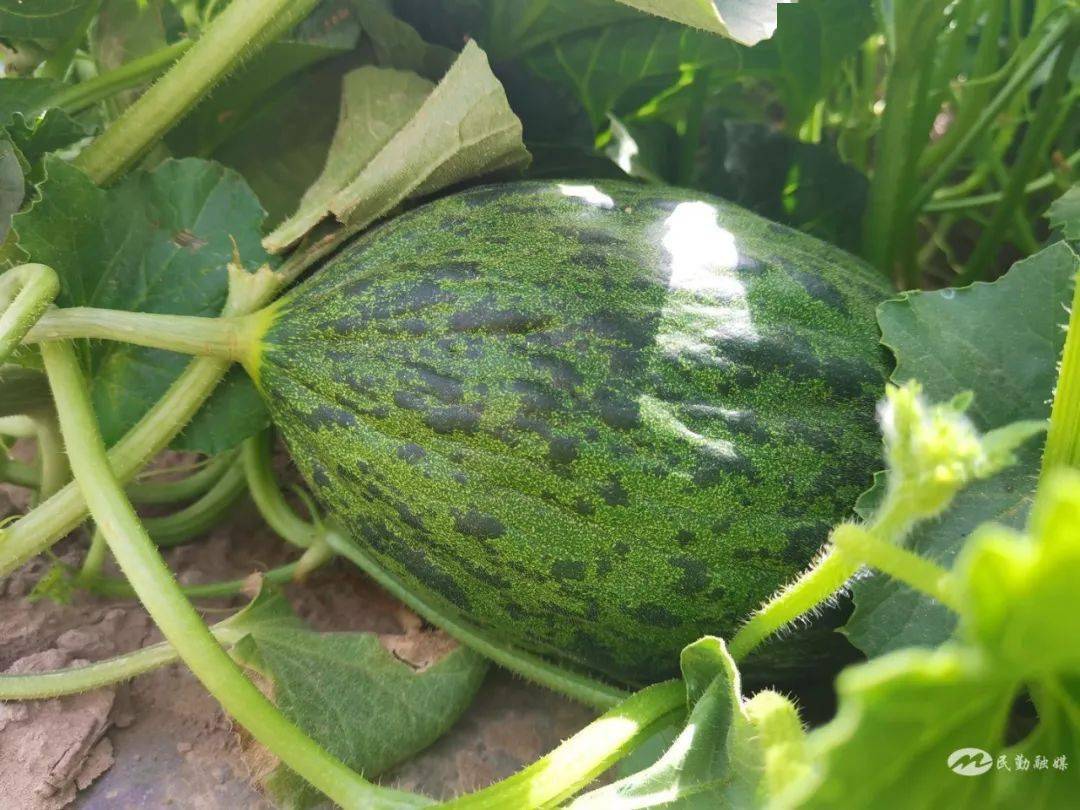 民勤县红沙梁镇:"斗牛小瓜"斗出乡村振兴致富路