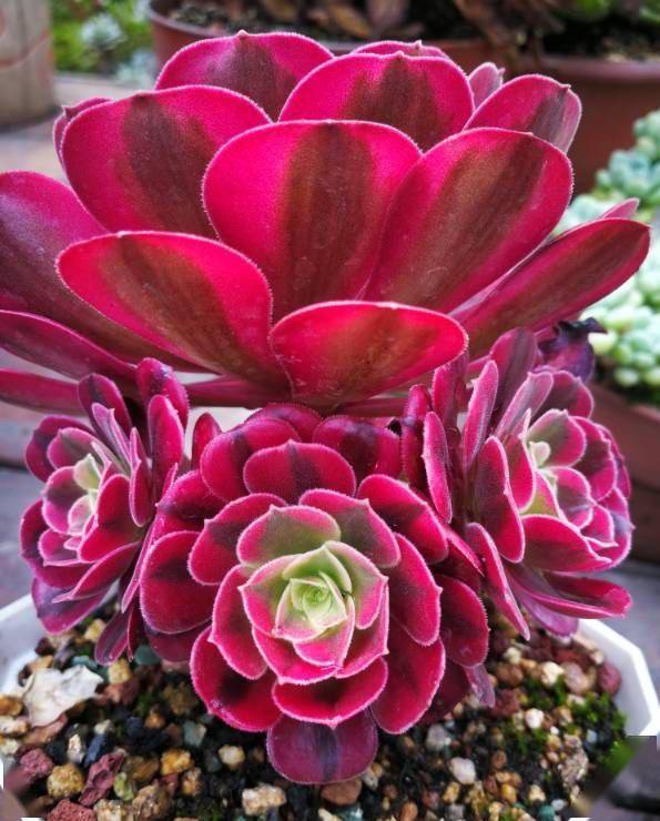 多肉怎么长多头 30184f882de8455babd6ff668ff0f3fd.jpeg