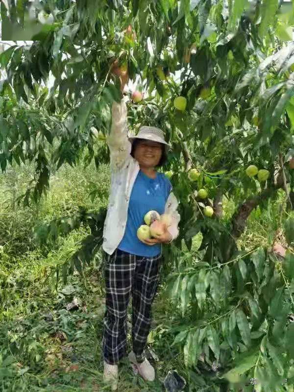 陝西咸陽乾縣馬連鎮馬連上堡貧困家庭馬現國李小娟種植大甜桃熟了