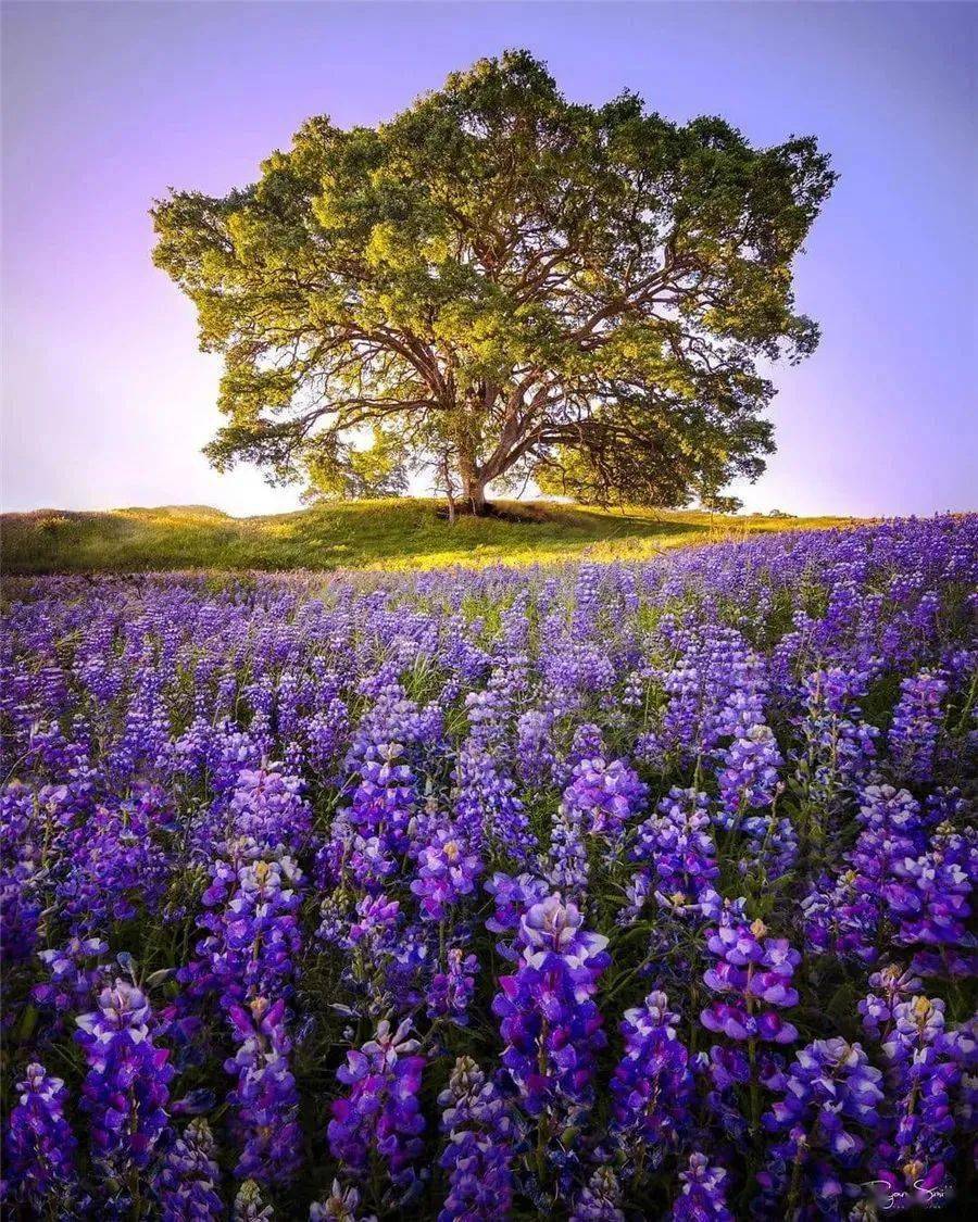 美图欣赏花海之中独树一帜