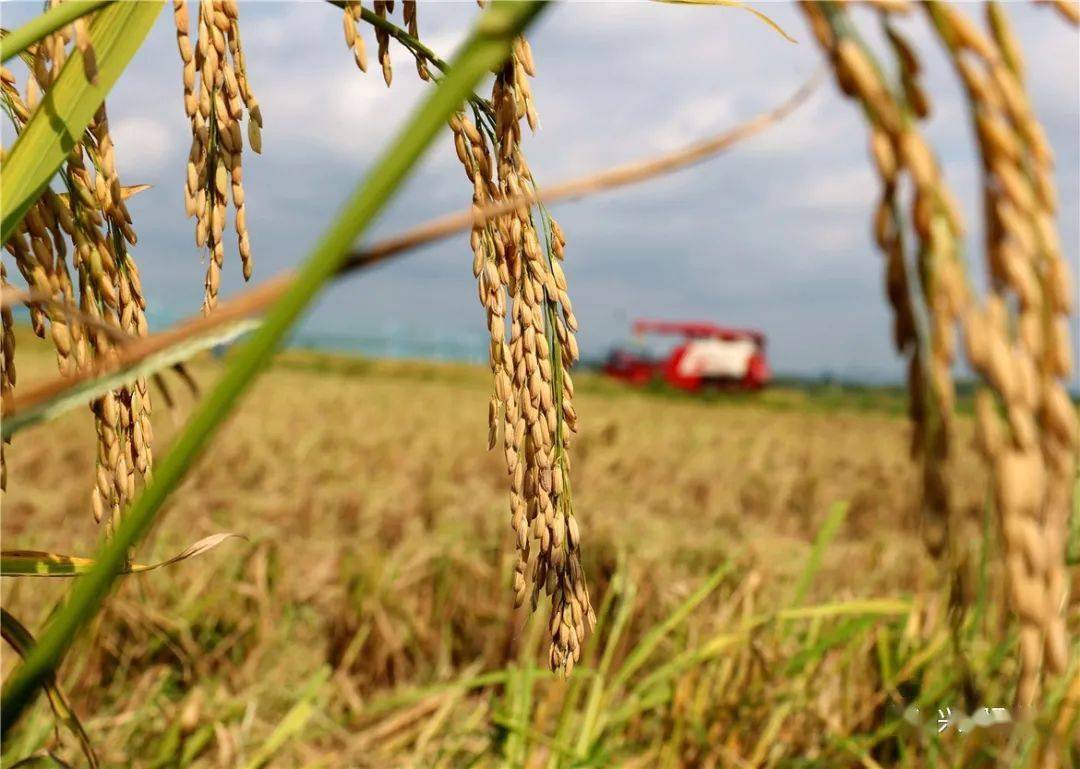 双抢季开始兴国265685万亩早稻收割正当时