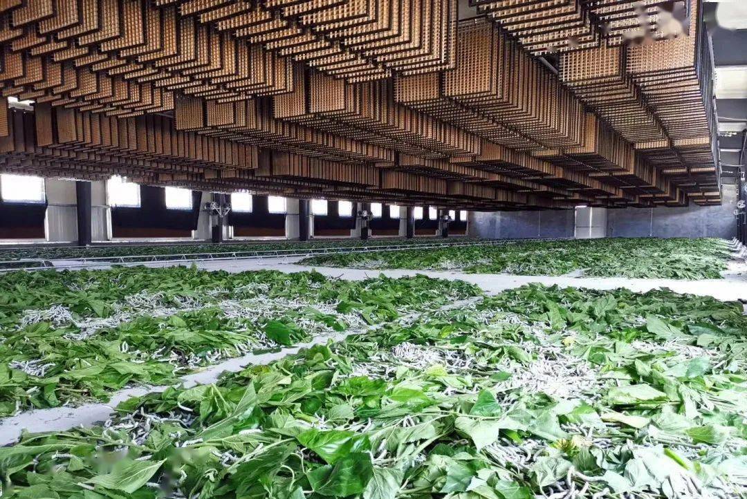 雅云蚕桑基地打造生态农业拓展研学功能