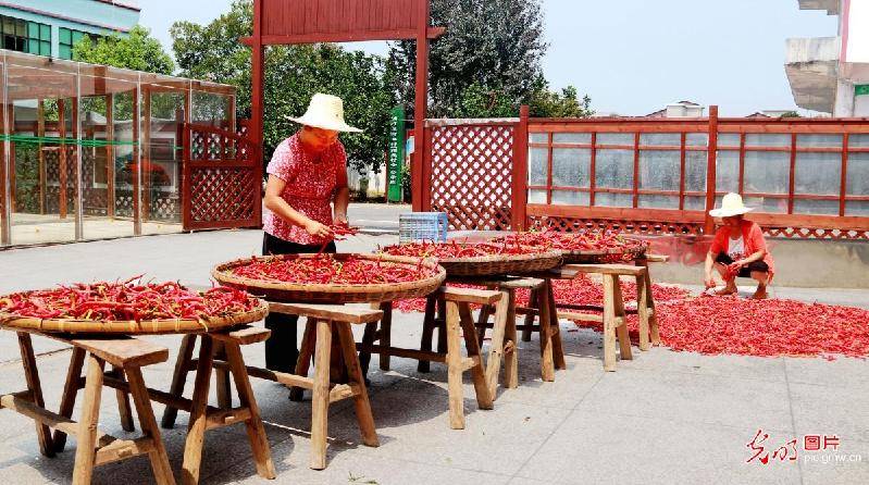 shows|Peppers harvested in E China’s Jiangxi