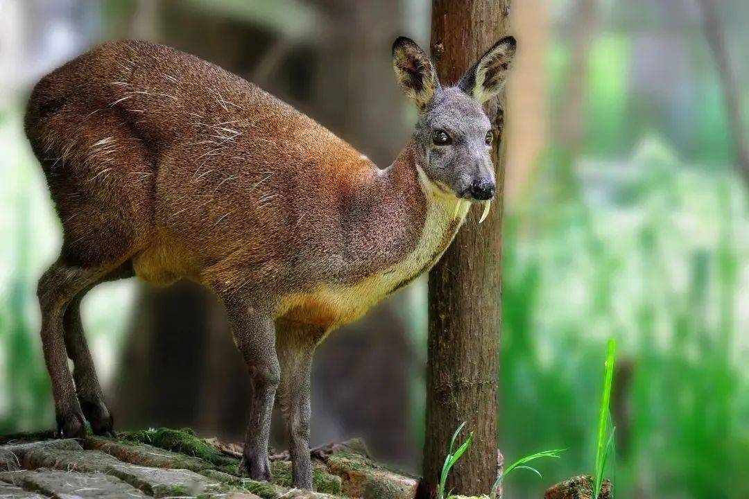 林麝又叫南麝,森林麝,黑獐子,香獐,它的毛色有一个明显的特征,那就是