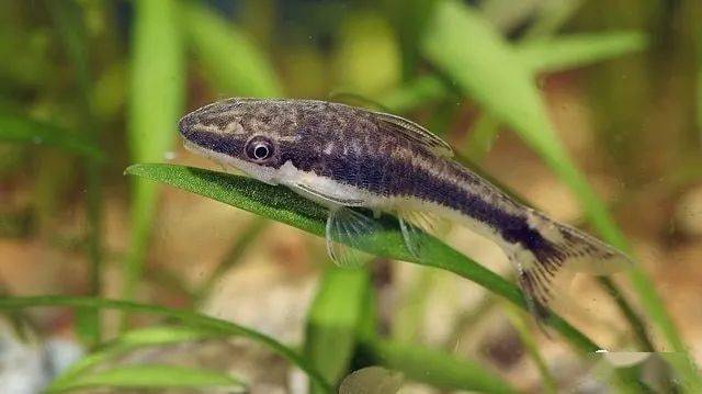 小精灵最受欢迎的草缸除藻鱼