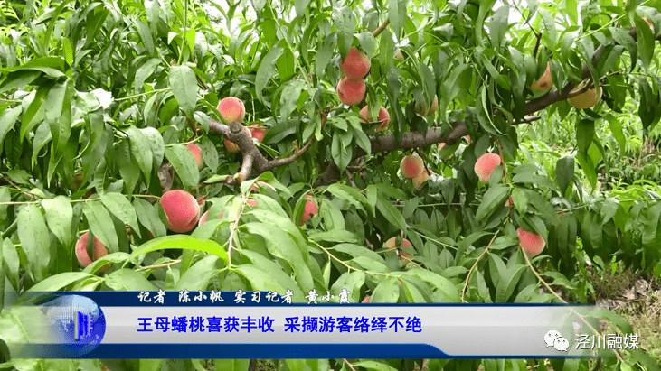 泾川王母蟠桃喜获丰收采撷游客络绎不绝
