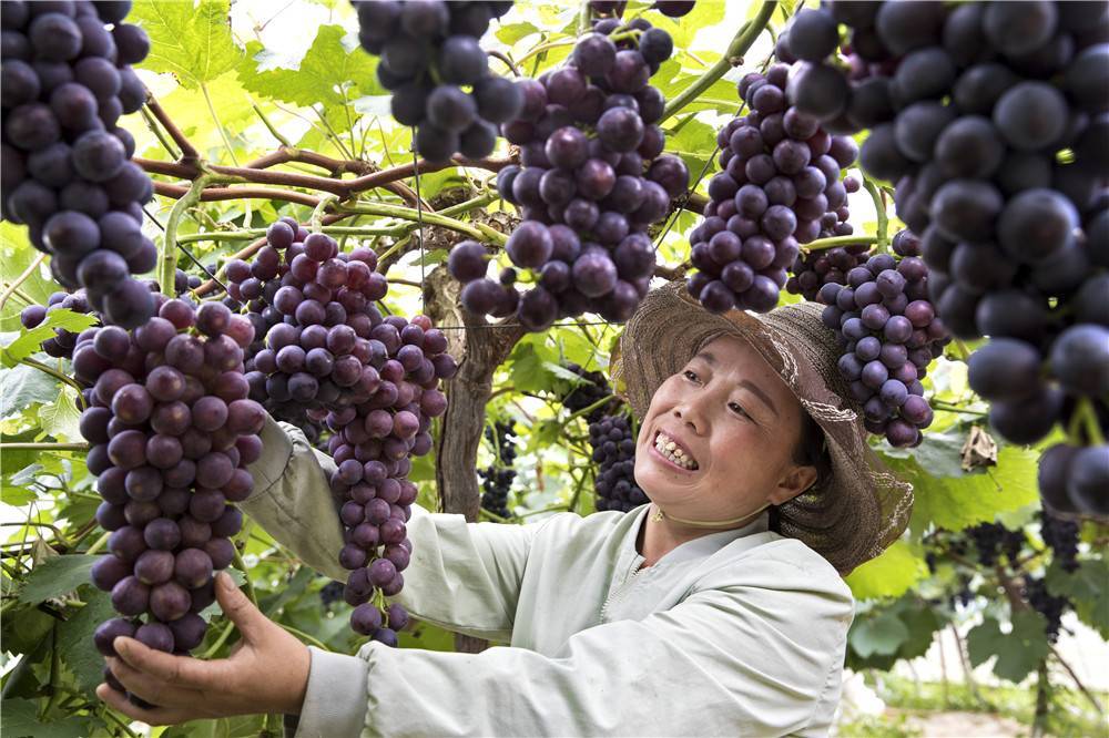 黔西金碧:葡萄迎丰收 | 走向乡村振兴