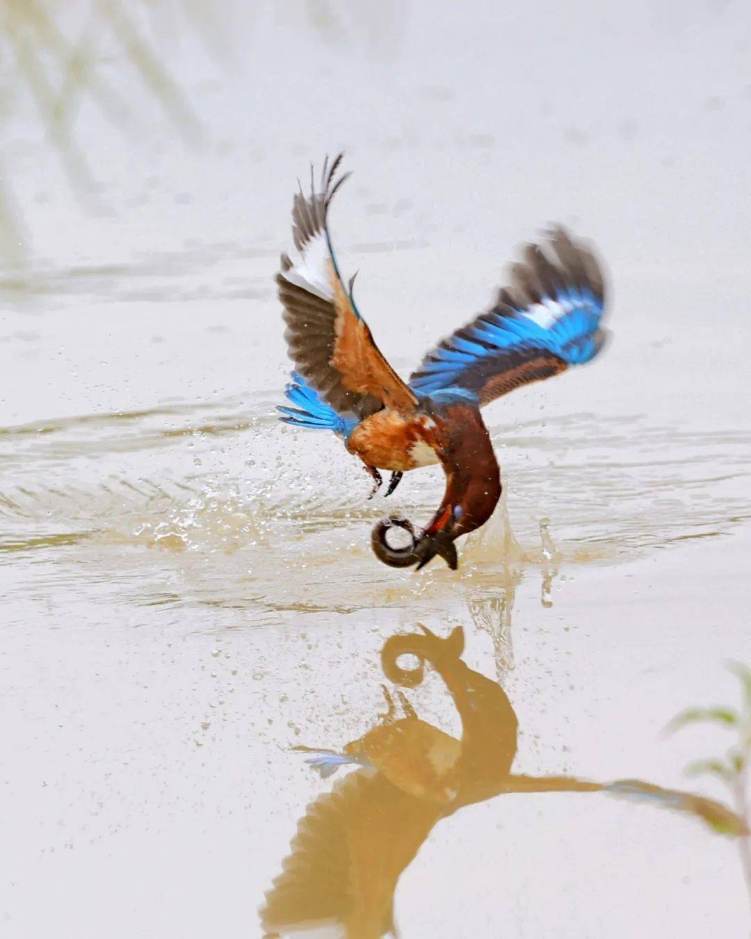 清新福建福建福安二级保护动物白胸翡翠