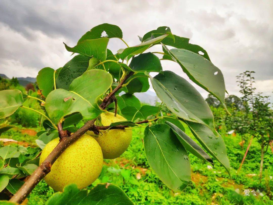 生活就得给点梨会理三元村金岩黄皮梨你值得拥有