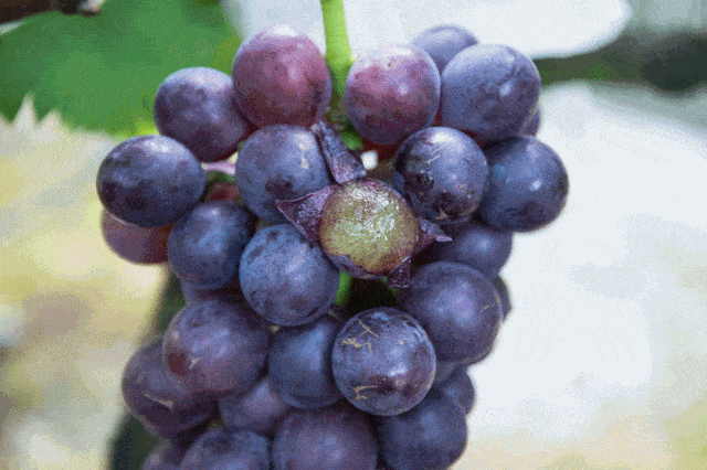 葡萄熟啦德阳周边采摘地图出炉最快10分钟飙拢快带娃去嗨