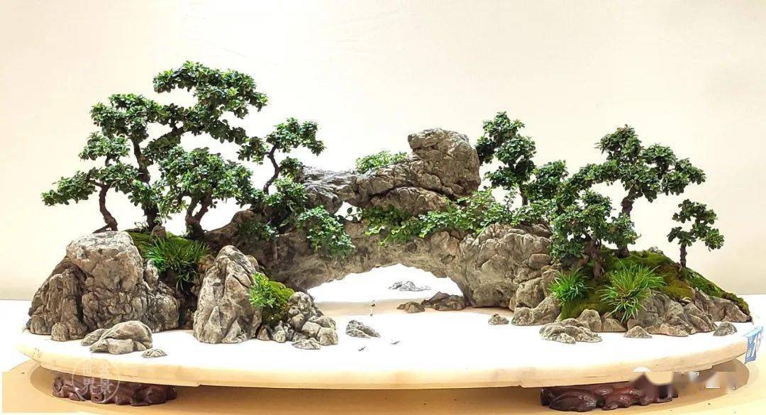 中国年代最久的盆景 99fe482c593b42eb83a2b5dc23b7eeb1.jpeg