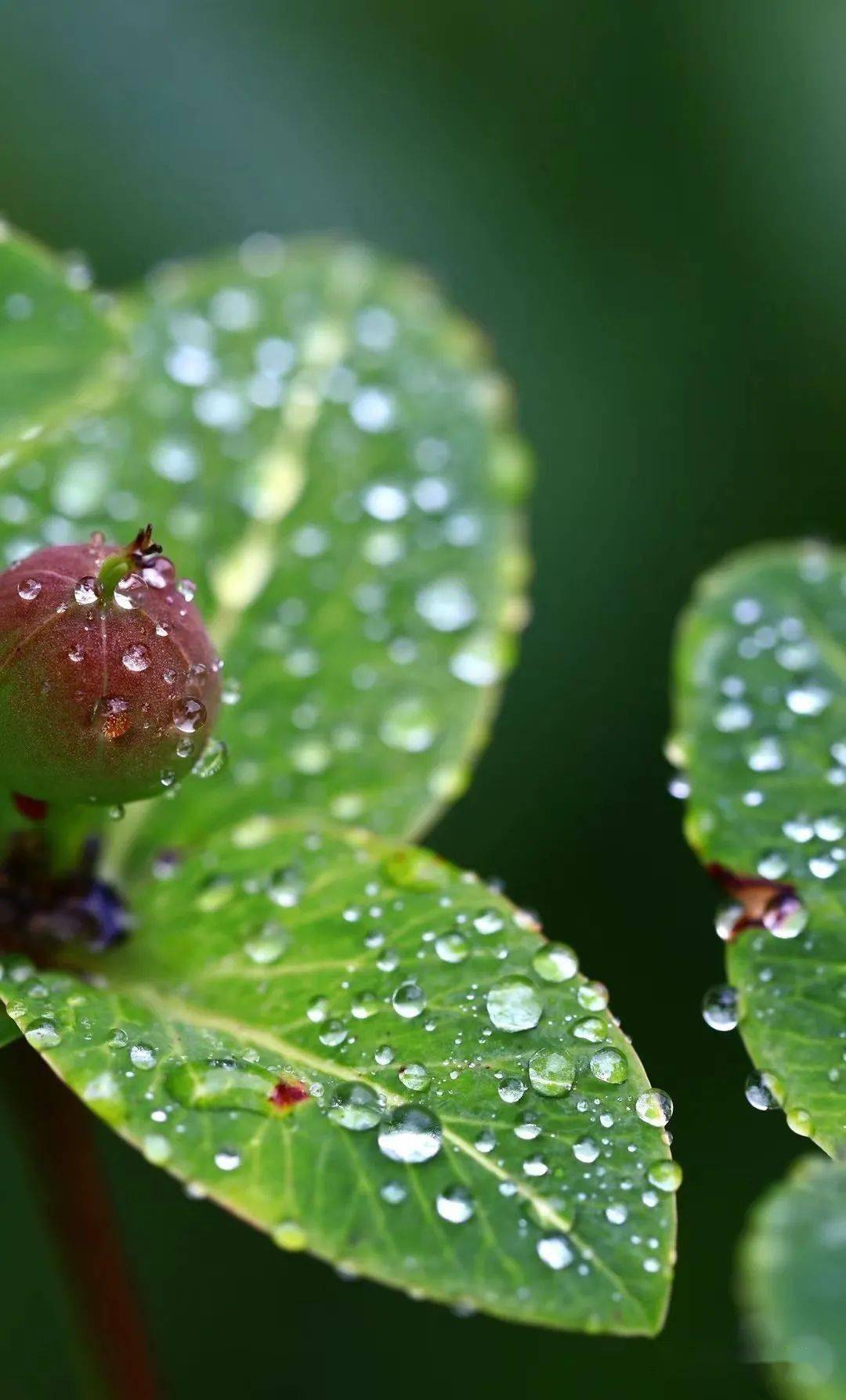 香格里拉雨后的露珠