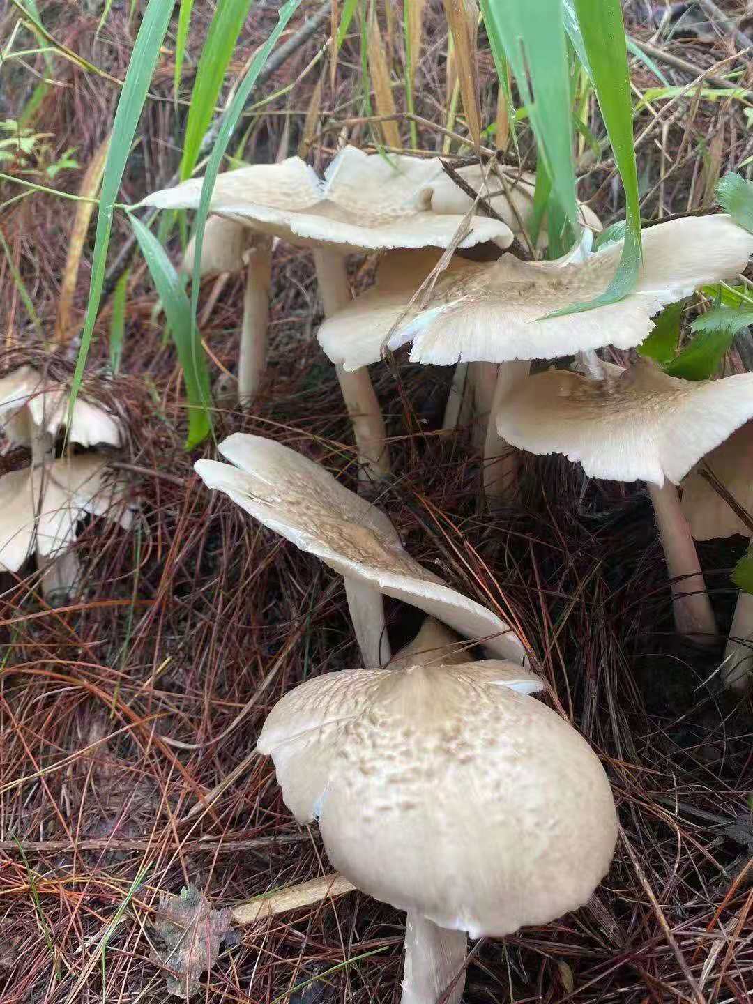 兴义市洛万乡又到鸡枞季节02满街鸡枞飘香